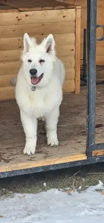 Продам Собак Породы Белая Швейцарская овчарка, фотография 5