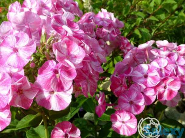 Флокс метельчатый фрикли пинк шейдес, фотография 1