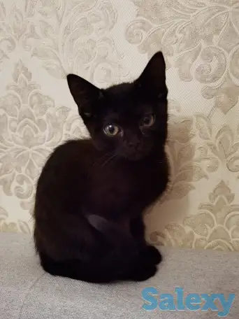 Отдам котят в хорошие руки, фотография 2