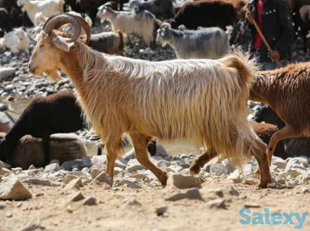 Племенные козы Альпийской породы (скот из Европы класса Элита и Элита Рекорд), фотография 9
