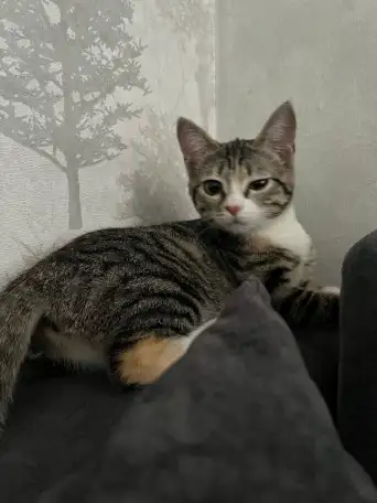 Бесплатно котята! Британец и бенгальская порода, фотография 4