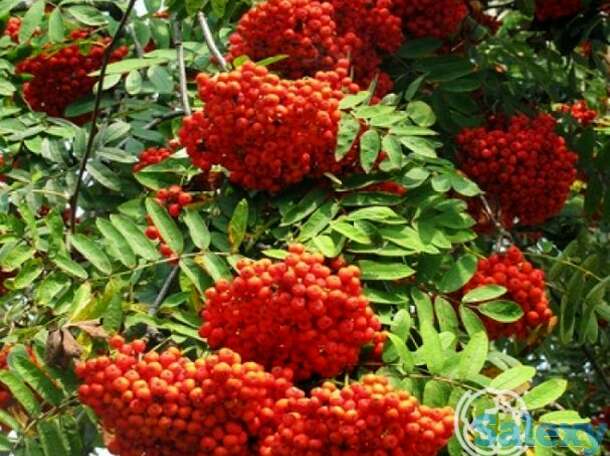 Рябина Сорбинка, фотография 1