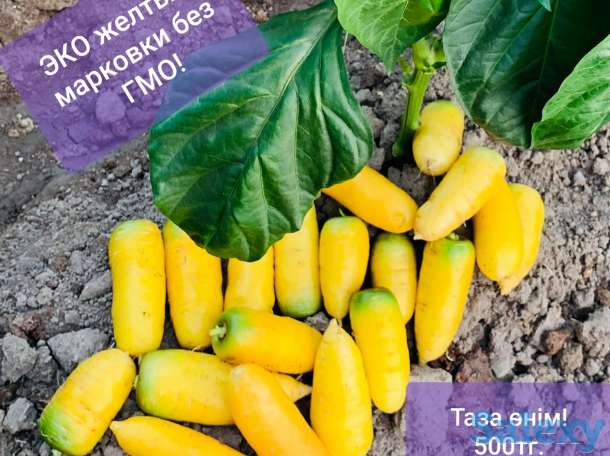 Эко жёлтая морковь без ГМО, фотография 1