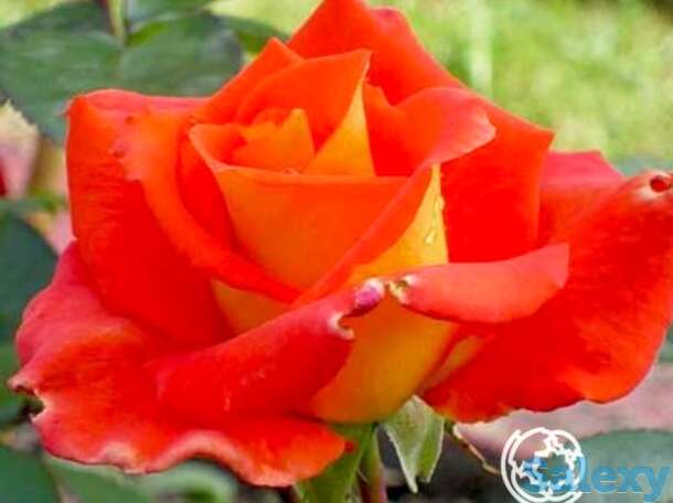 Роза моника чайно-гибридная, топалович, фотография 1