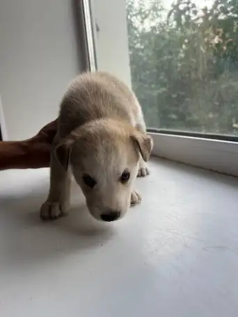 Продам щенков дава мальчика и две девочки, фотография 3