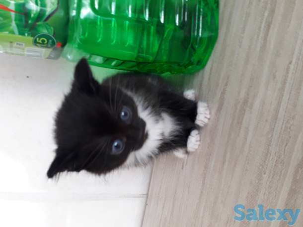 Отдам в хорошие, добрые в руки, фотография 2