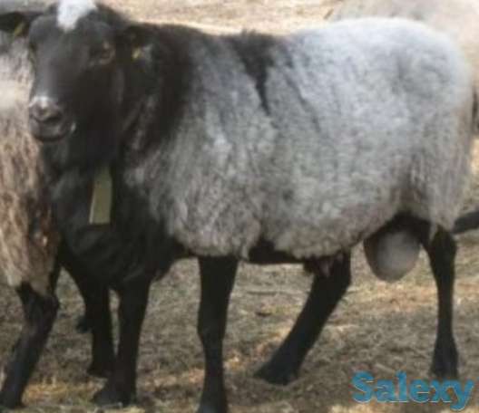 Реализация овец мясо-шерстного, мясо-шерстно-молочного направлений., фотография 4