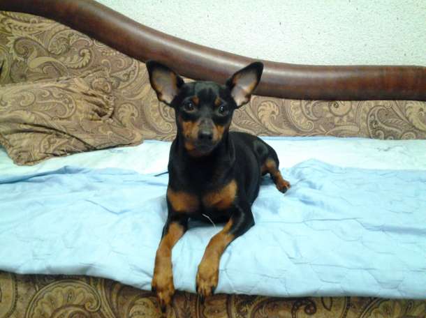 Привлекательная сучка, ищет симпатичного кобеля для вязки., фотография 2