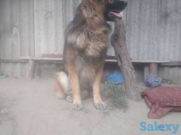 Немец длинник, фотография 2