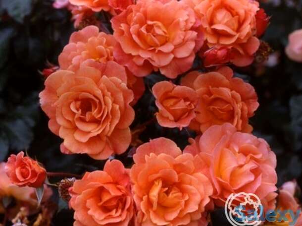 Роза вестерленд кустарниковая, топалович, фотография 1