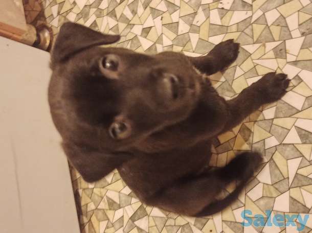 Щенок питбуля, фотография 1