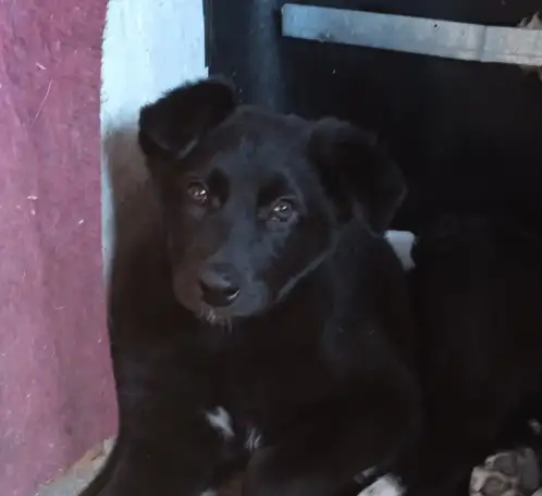 Щенок аляскинского маламута, фотография 1