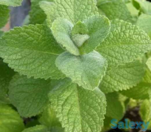 Мята яблочная., фотография 2