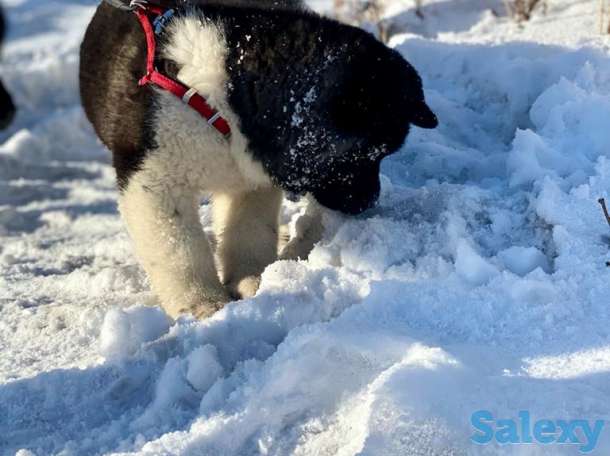 Продаю щенка американской акиты, фотография 2