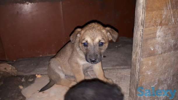 Щенки лабрадора, фотография 6