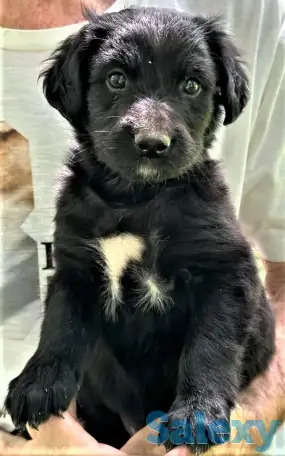 Английский спрингер-спаниель, ЩЕНКИ, фотография 1