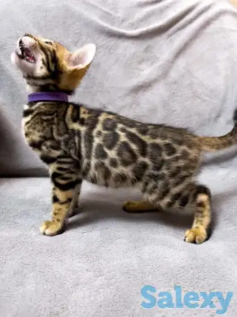 Бенгальские котята., фотография 7