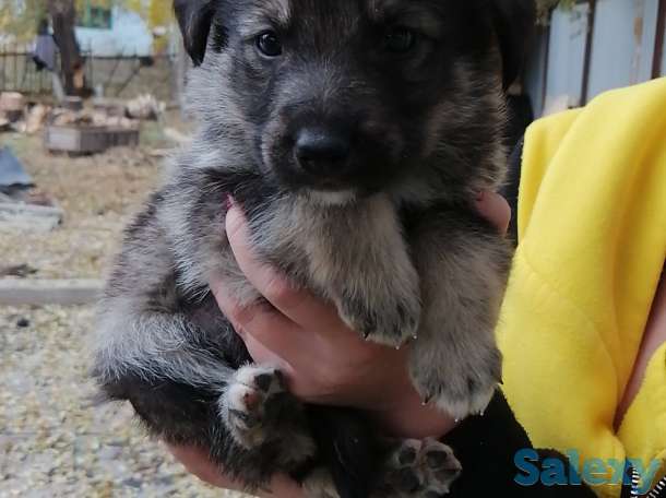 Отдам щенков, фотография 1