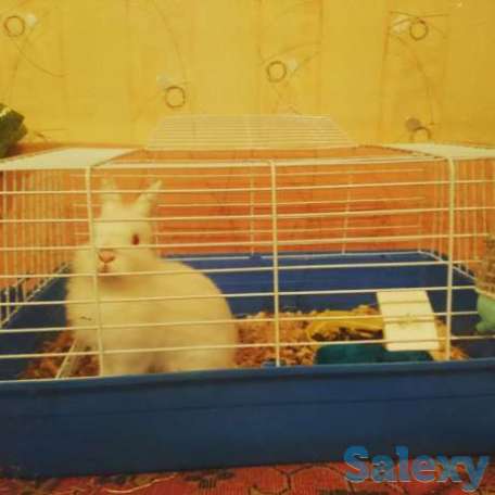 Карликовый кролик, фотография 1