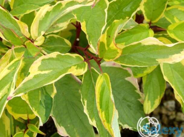 Дерен белый гоучаулти, фотография 1