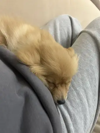 Немецкий шпиц, фотография 3