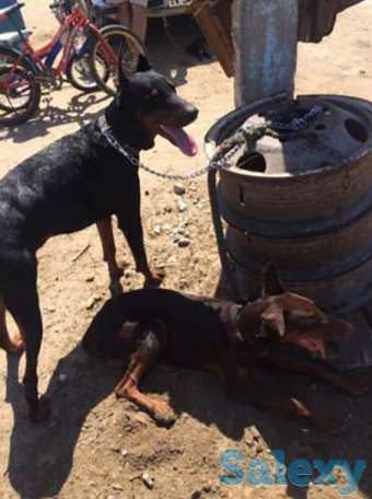 Доберманы 40тсч тг, фотография 1