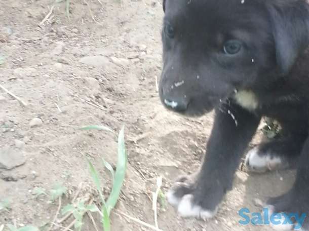 Щенки сторожевые., фотография 8