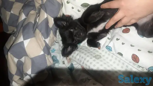 Чихуа щенок девочка, фотография 1