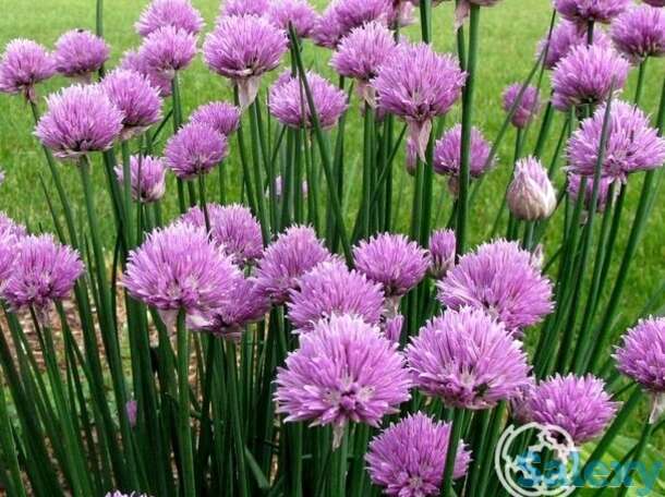 Семена Лук Шнитт Чемал лук на зелень, фотография 1