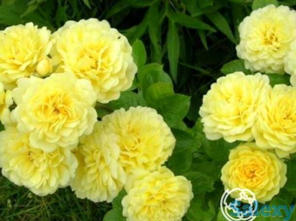 Роза анни дюпрей, флорибунда, топалович, фотография 1