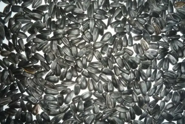 Калиброванная семечка подсолнуха, фотография 1