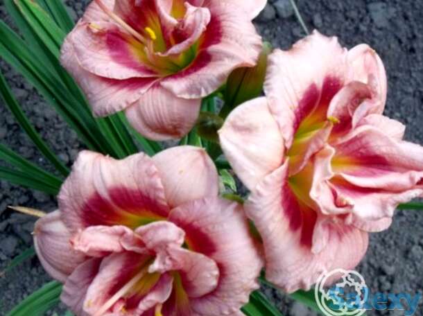 Лилейник джаст май сайз, фотография 1