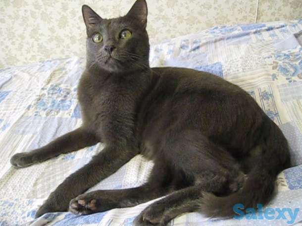 Найди настоящего преданного друга, фотография 1