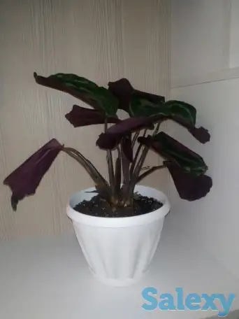 Комнатные растения, фотография 8