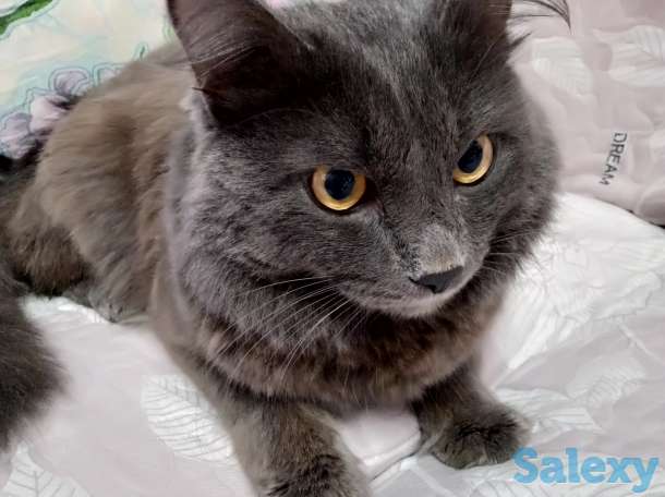 Отдам даром, фотография 3