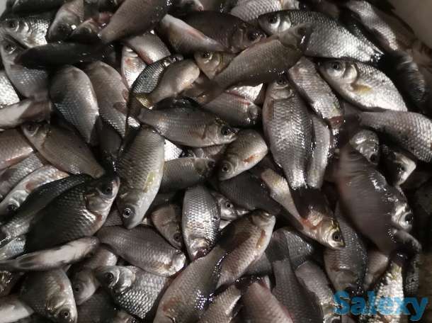 Живец карась, фотография 1