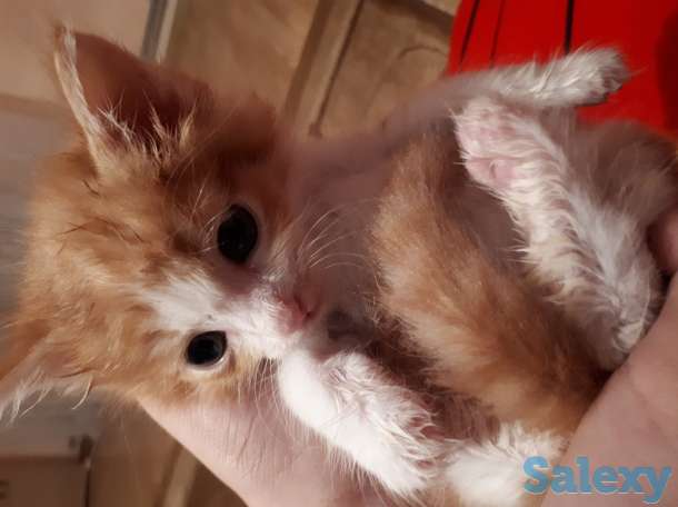 Подарю домашних котят в добрые руки, фотография 3