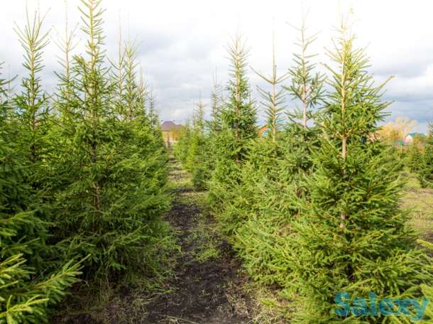 Зеленые елки с питомника, фотография 1