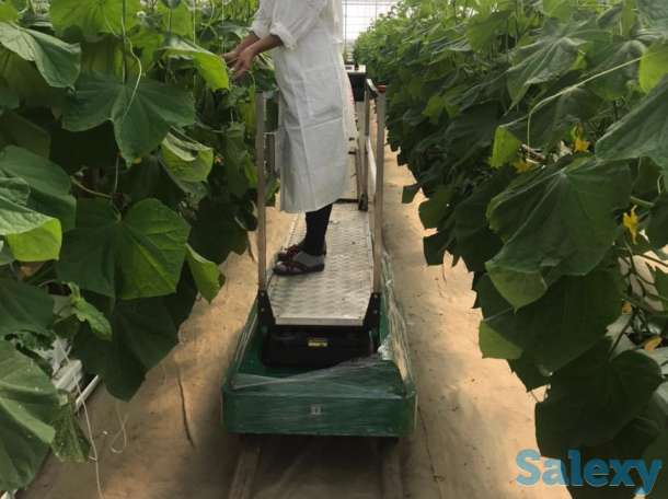 Тепличный комплекс ведёт набор сотрудников на постоянную работу, фотография 1