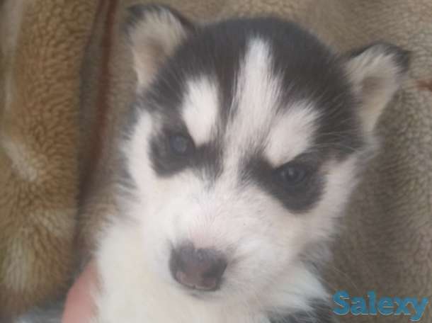 Продаю щенков сибирской хаски, фотография 7