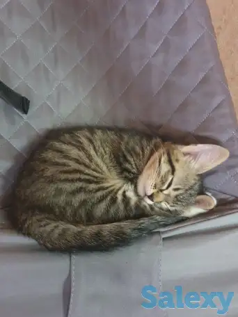 Отдам котенка в хорошие руки, фотография 1