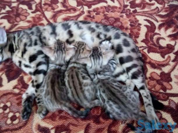 Продам котят бенгальские девочки, фотография 1