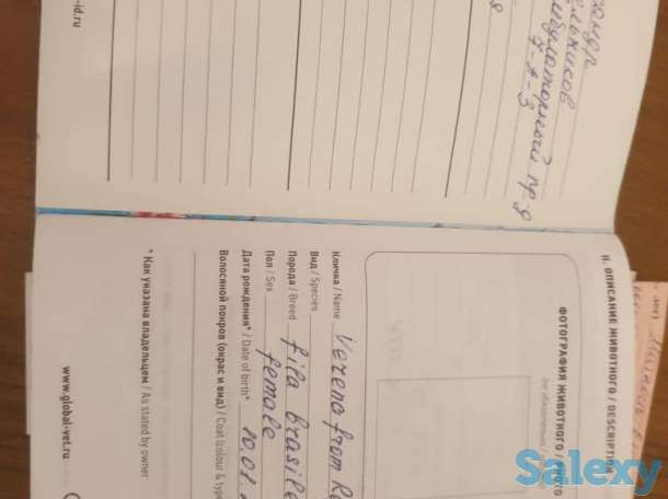 Бразильский мастиф, фотография 3