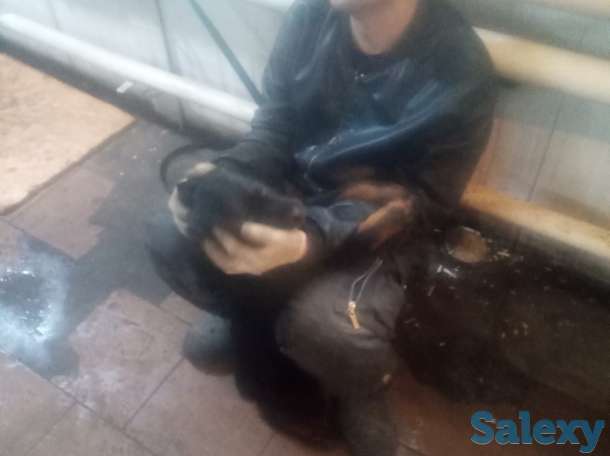 Продам щенка 3-х мес. Суку ротвейлер, фотография 7