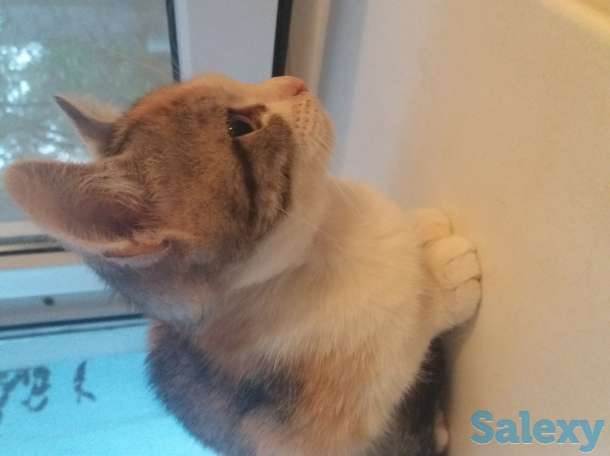 Отдам котят в добрые руки, фотография 3