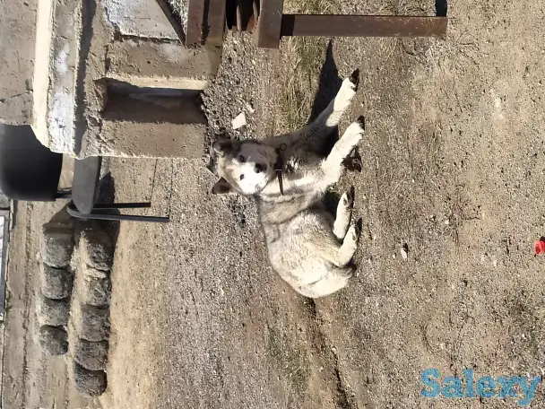 Пропала собака, фотография 2