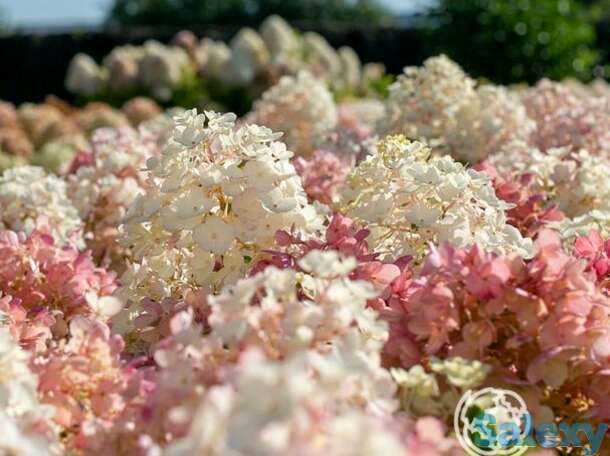 Гортензия литтл блоссом, фотография 1