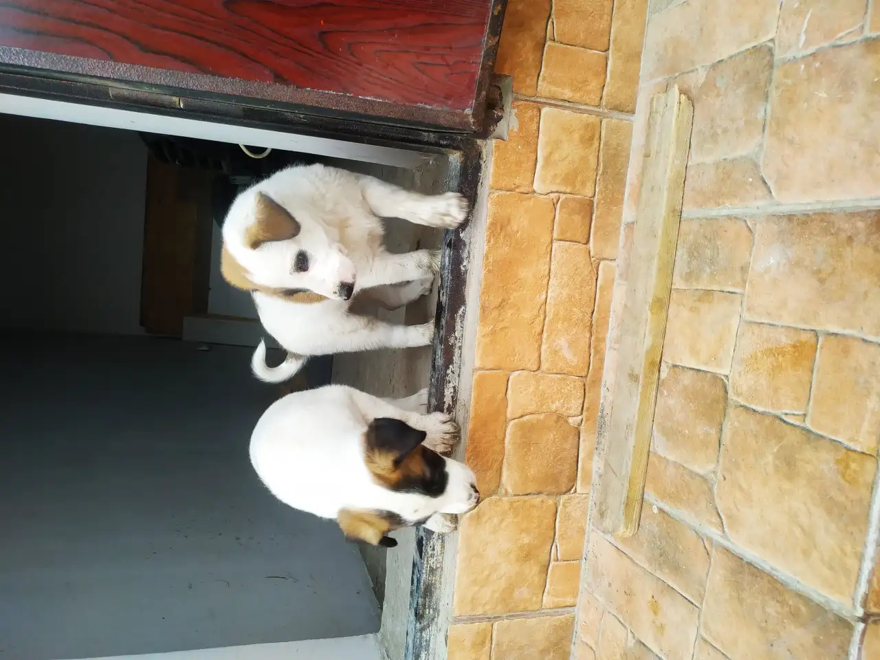 Продам тем кто любит собак. Щенки от сучки балонки 1,5 месяца, фотография 3