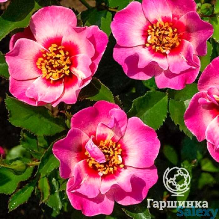 Роза куин бэбилон айз, интерплант, фотография 1