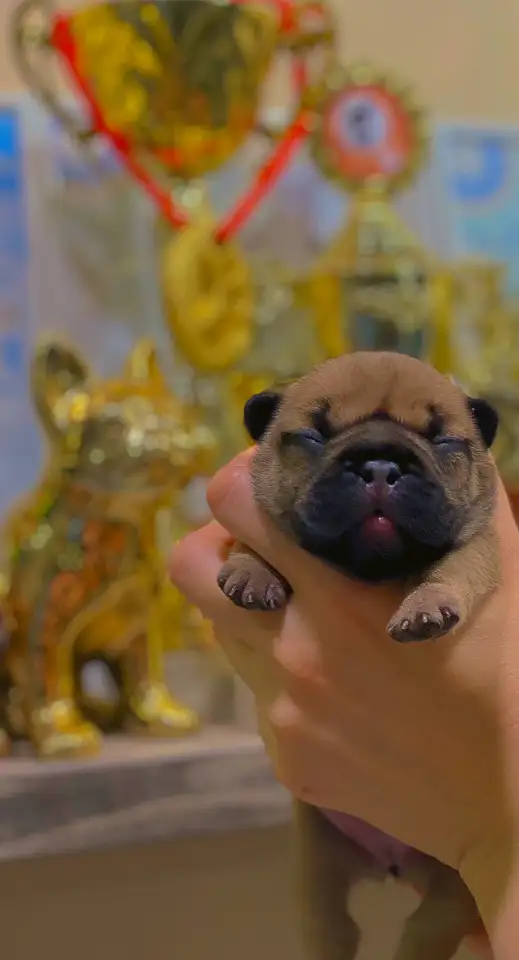 Щенок французского бульдога от чемпионов России, фотография 6